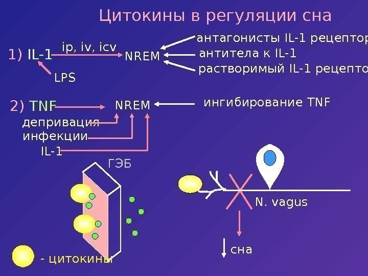   ГЭБ - цитокины Цитокины в регуляции сна 1)  IL-1 ip, iv,