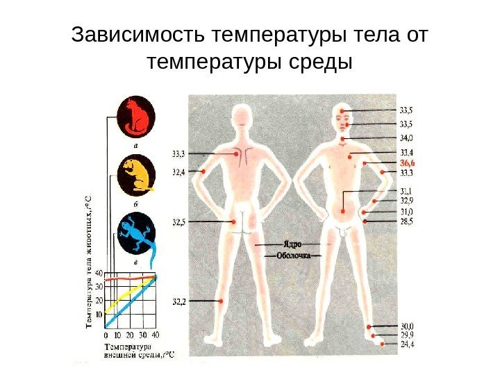   Зависимость температуры тела от температуры среды 