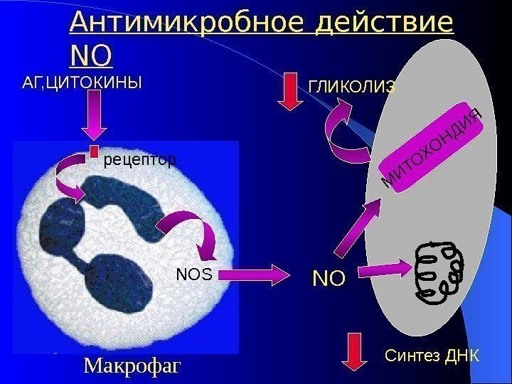   Антимикробное действие NO АГ, ЦИТОКИНЫ рецептор NOS NOМ И ТО ХО Н