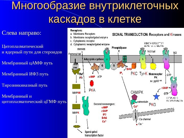 Многообразие внутриклеточных каскадов в клетке Слева направо: Цитоплазматический и ядерный пути для стероидов Мембранный