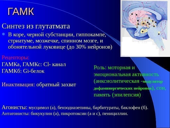 ГАМК Синтез из глутатмата  В коpе, черной субстанции, гиппокампе,  стриатуме, мозжечке, спинном
