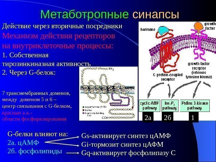 Метаботропные синапсы G- белки влияют на: 2 а. ц. АМФ 2 б. фосфолипиды. Механизм