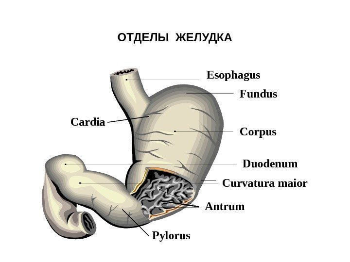   ОТДЕЛЫ ЖЕЛУДКА  Esophagus Fundus  Corpus Duodenum Antrum Curvatura maior Pylorus.