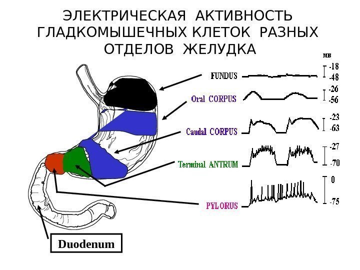   ЭЛЕКТРИЧЕСКАЯ АКТИВНОСТЬ  ГЛАДКОМЫШЕЧНЫХ КЛЕТОК РАЗНЫХ  ОТДЕЛОВ ЖЕЛУДКА Duodenum 