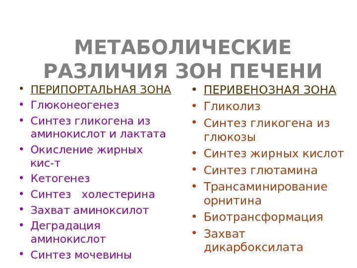   МЕТАБОЛИЧЕСКИЕ РАЗЛИЧИЯ ЗОН ПЕЧЕНИ • ПЕРИПОРТАЛЬНАЯ ЗОНА • Глюконеогенез • Синтез гликогена