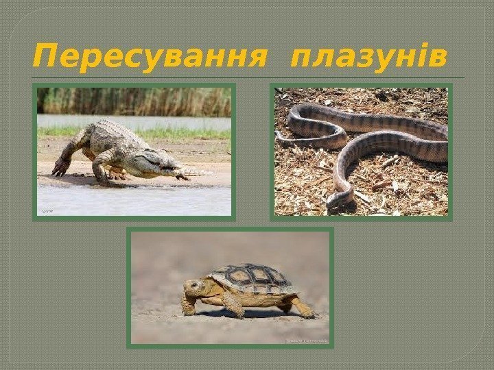 Пересування плазунів  