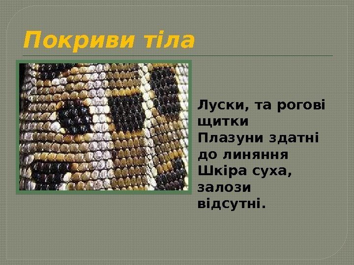 Покриви тіла Луски, та рогові щитки Плазуни здатні до линяння Шкіра суха,  залози