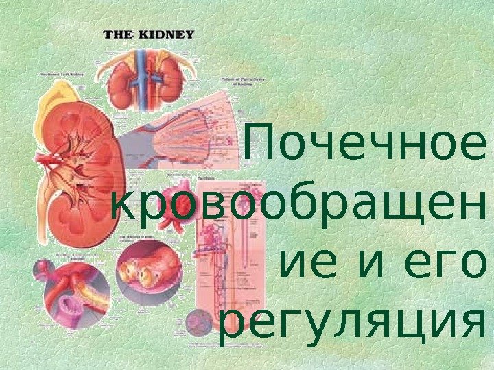   Почечное кровообращен ие и его регуляция 