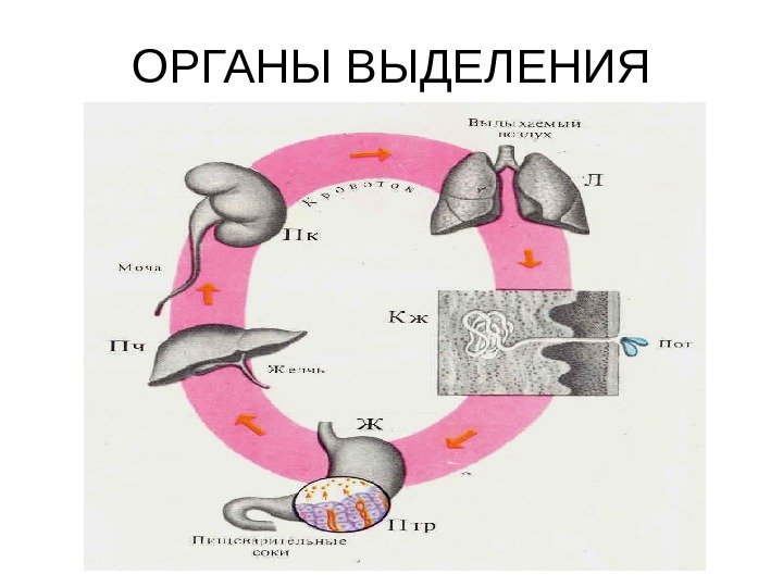   ОРГАНЫ ВЫДЕЛЕНИЯ 