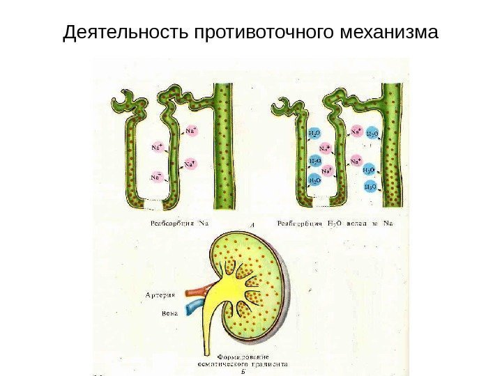   Деятельность противоточного механизма 