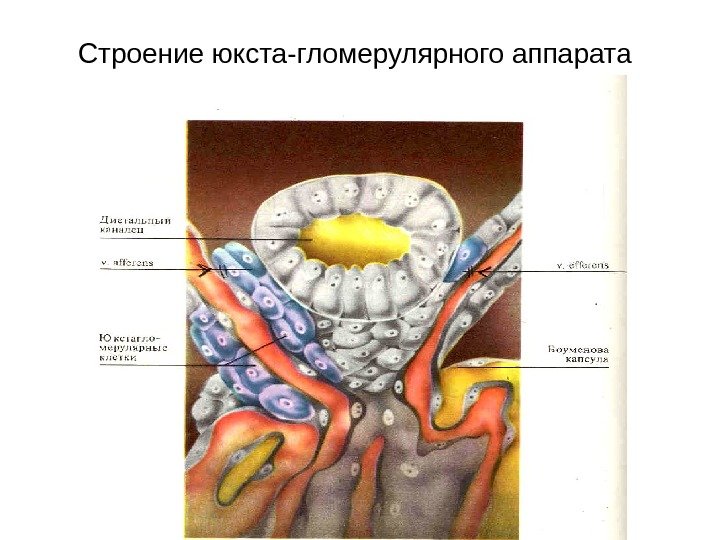   Строение юкста-гломерулярного аппарата 