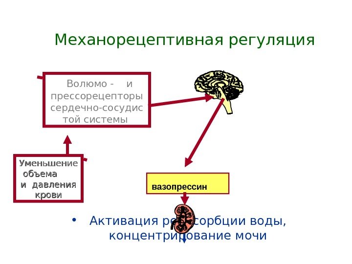   Механорецептивная регуляция • Активация реабсорбции воды,  концентрирование мочи. Уменьшение объема 