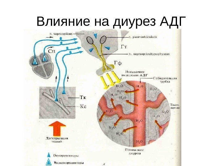   Влияние на диурез АДГ 