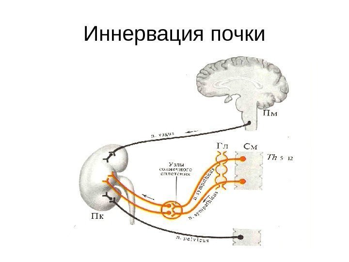   Иннервация почки 