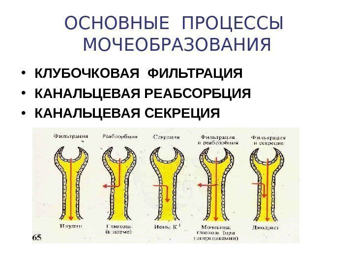   ОСНОВНЫЕ ПРОЦЕССЫ  МОЧЕОБРАЗОВАНИЯ • КЛУБОЧКОВАЯ ФИЛЬТРАЦИЯ • КАНАЛЬЦЕВАЯ РЕАБСОРБЦИЯ • КАНАЛЬЦЕВАЯ