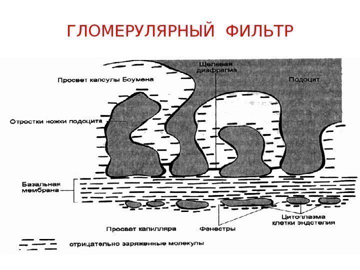   ГЛОМЕРУЛЯРНЫЙ ФИЛЬТР 