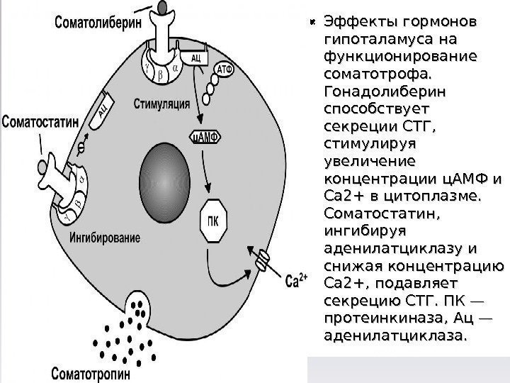  Эффекты гормонов гипоталамуса на функционирование соматотрофа.  Гонадолиберин способствует секреции СТГ,  стимулируя