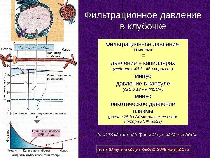 11 Фильтрационное давление. 11 мм рт. ст = давление в капиллярах (падение с 48