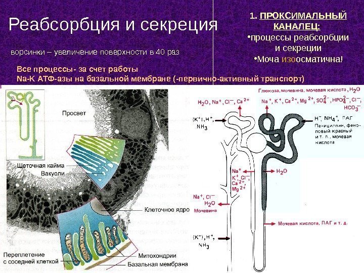 121.  ПРОКСИМАЛЬНЫЙ КАНАЛЕЦ: • процессы реабсорбции и секреции • Моча изо осматична!Реабсорбция и