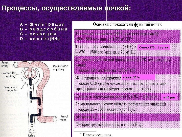 3 Процессы, осуществляемые почкой: А – ф и л ь т р а ц