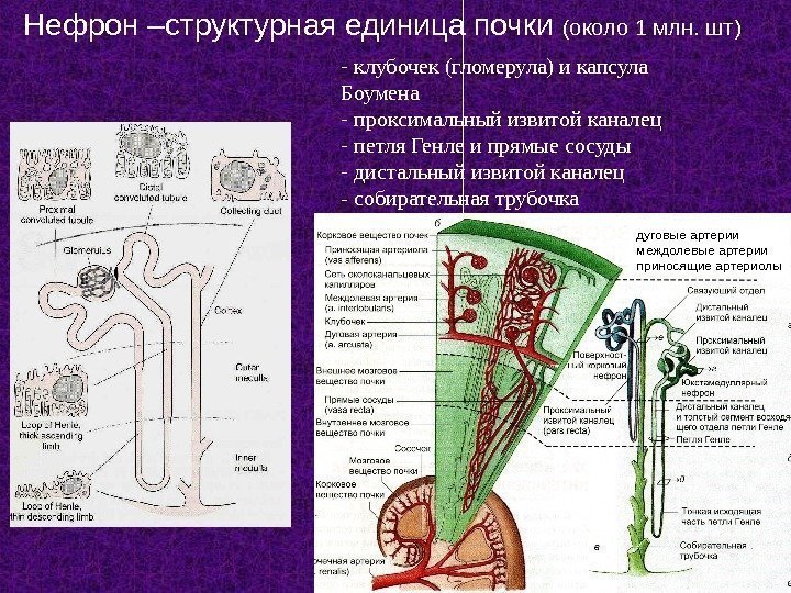 4 -  клубочек ( гломерула) и капсула Боумена -  проксимальный извитой каналец