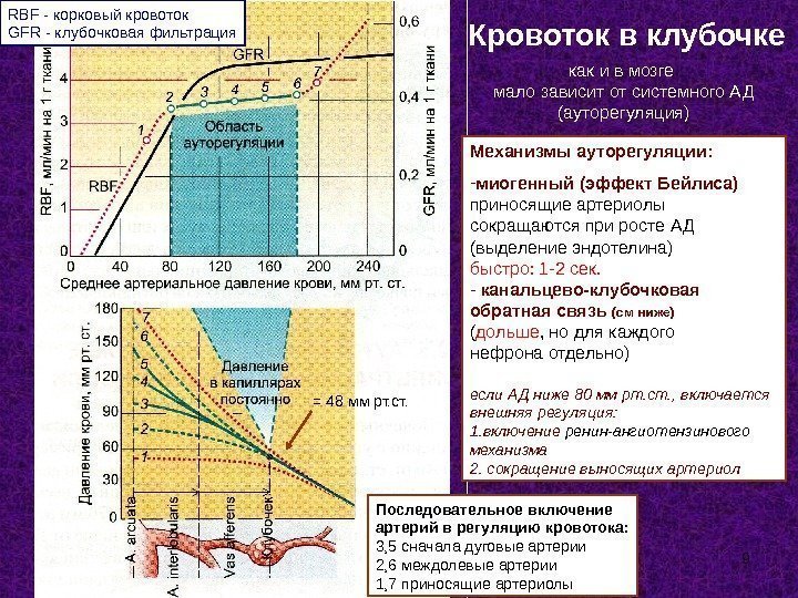 9 RBF - корковый кровоток GFR - клубочковая фильтрация = 48 мм рт. ст.