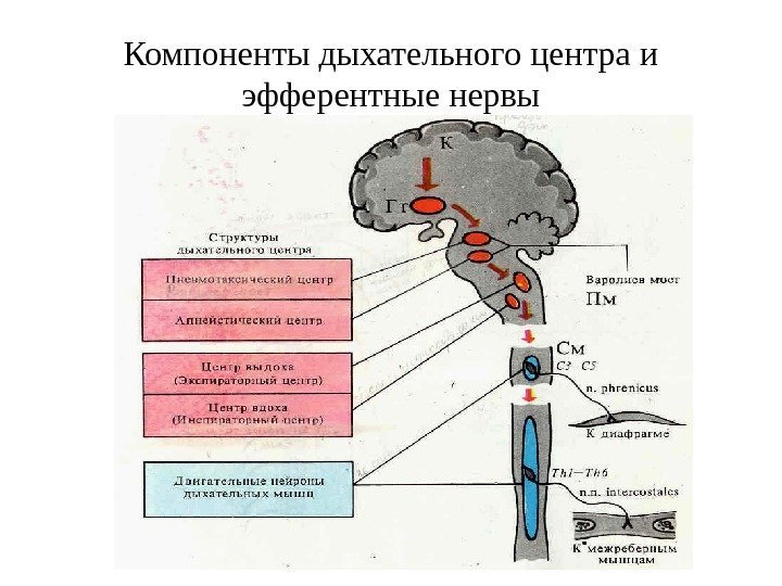   Компоненты дыхательного центра и эфферентные нервы 