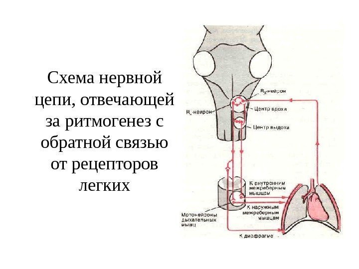   Схема нервной цепи, отвечающей за ритмогенез с обратной связью от рецепторов легких