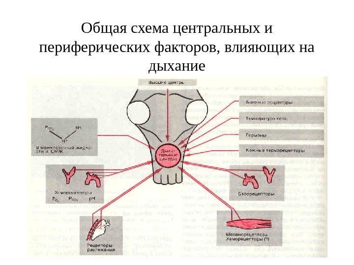   Общая схема центральных и периферических факторов, влияющих на дыхание 