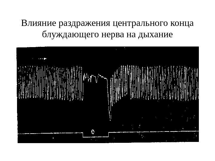   Влияние раздражения центрального конца блуждающего нерва на дыхание 