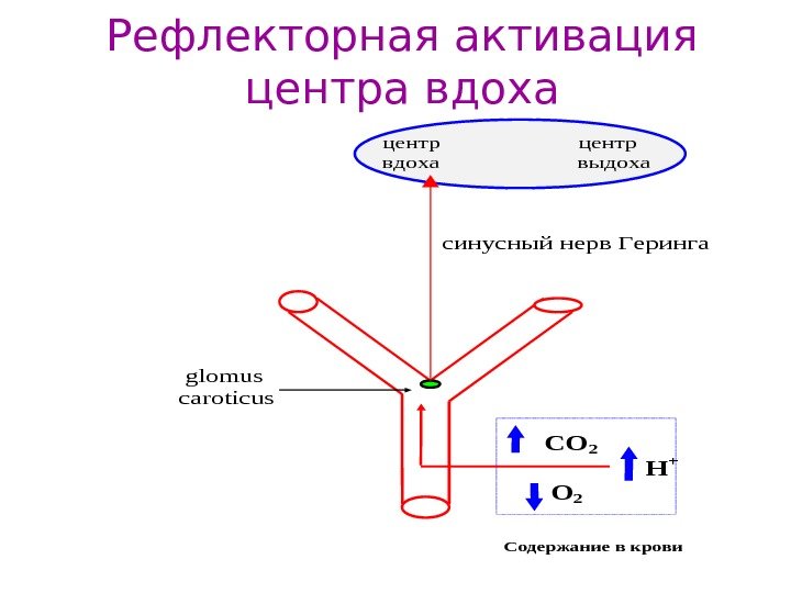   Рефлекторная активация центра вдоха      центр  