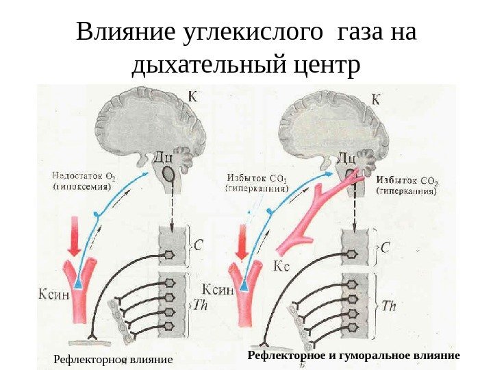   Влияние углекислого газа на дыхательный центр Рефлекторное влияние Рефлекторное и гуморальное влияние