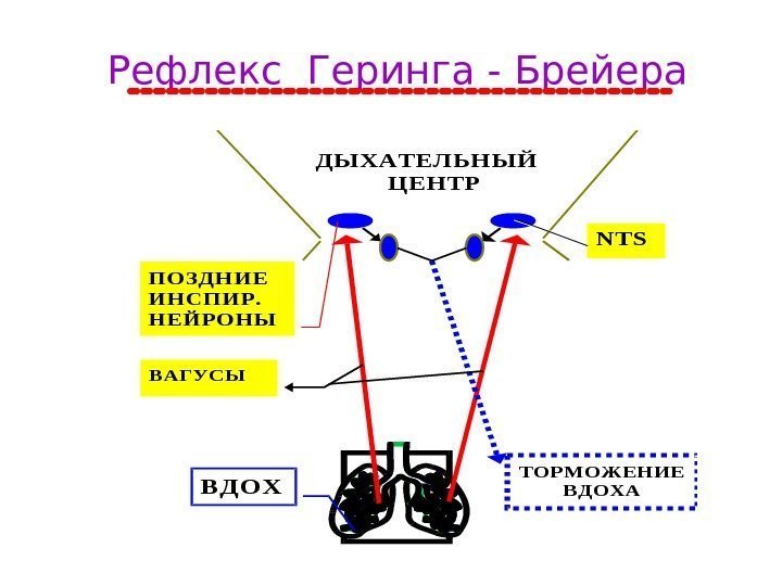   Рефлекс Геринга - Брейера     ДЫХАТЕЛЬНЫЙ   