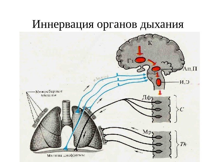  Иннервация органов дыхания 