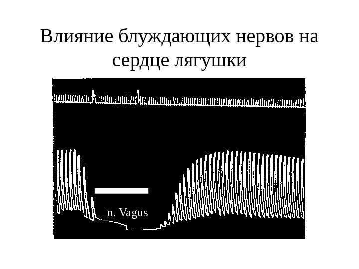   Влияние блуждающих нервов на сердце лягушки  n. Vagus 