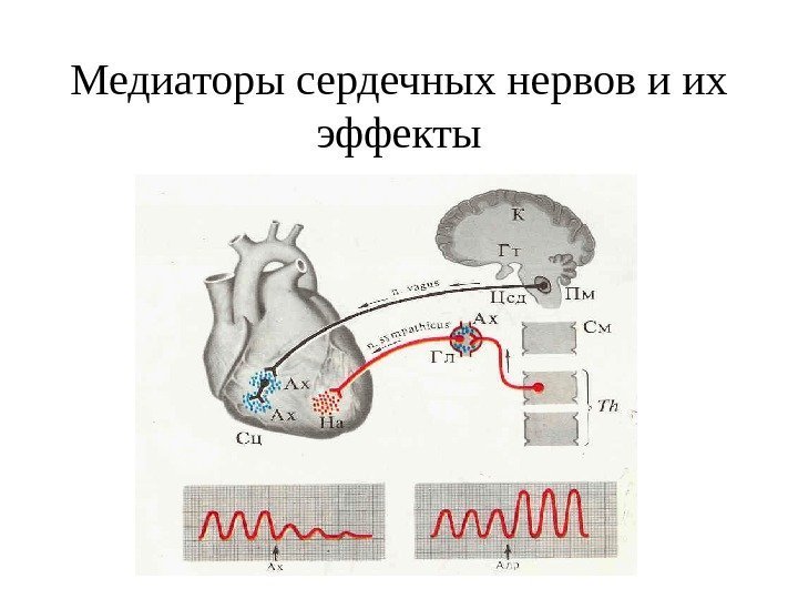   Медиаторы сердечных нервов и их эффекты 