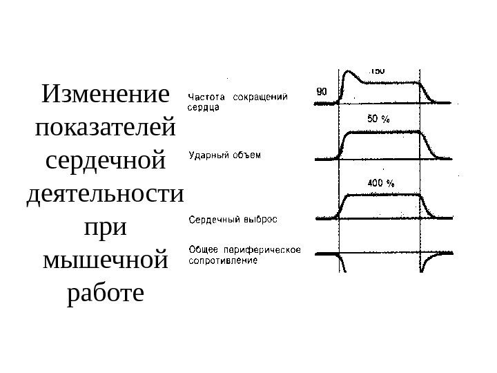   Изменение показателей сердечной деятельности при мышечной работе 