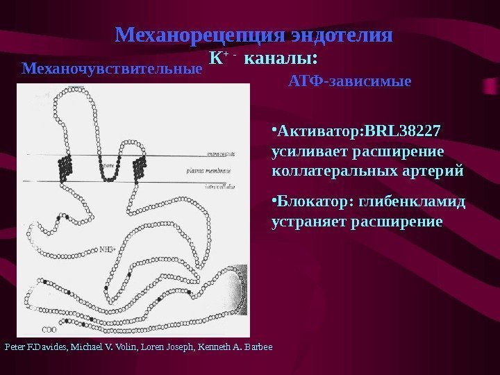   Механорецепция эндотелия К + -  каналы:  • Активатор: BRL 38227