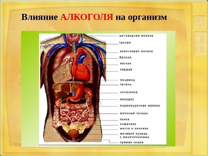 Влияние АЛКОГОЛЯ  на организм 