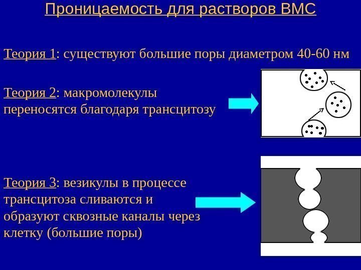   Проницаемость для растворов ВМС Теория 1 : существуют большие поры диаметром 40