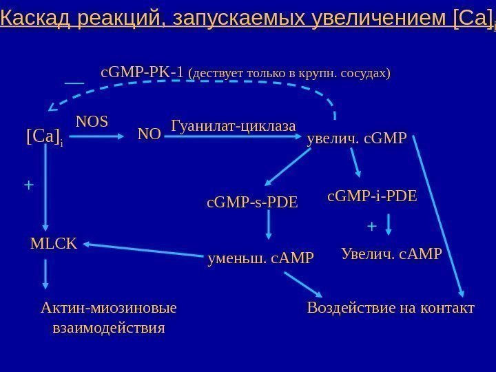   Каскад реакций, запускаемых увеличением [Са] i NONOS увелич. c. GMPГуанилат-циклаза Актин-миозиновые взаимодействия