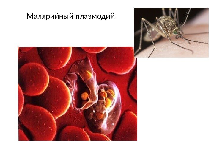 Малярийный плазмодий 
