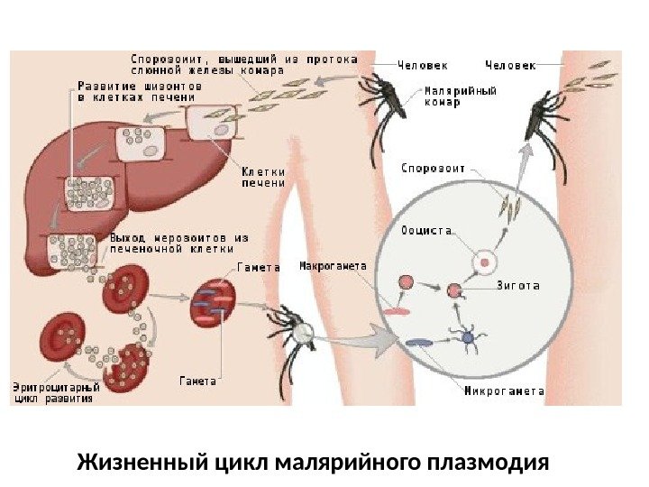 Жизненный цикл малярийного плазмодия 