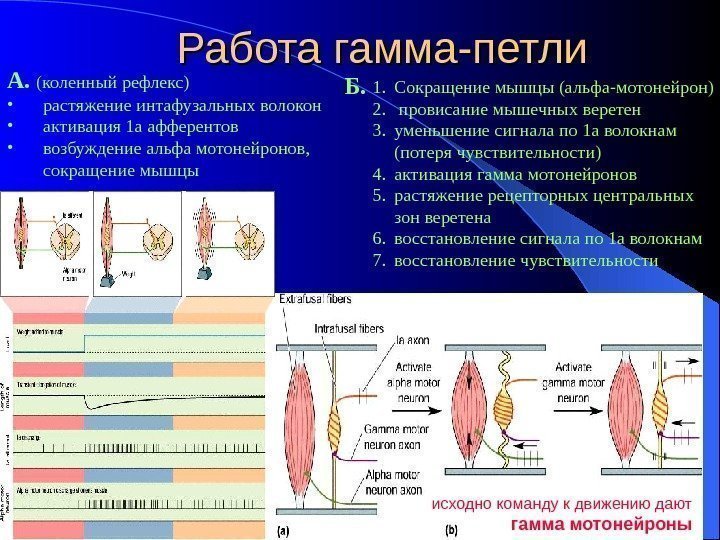   Работа гамма-петли А.  (коленный рефлекс) • растяжение интафузальных волокон • активация