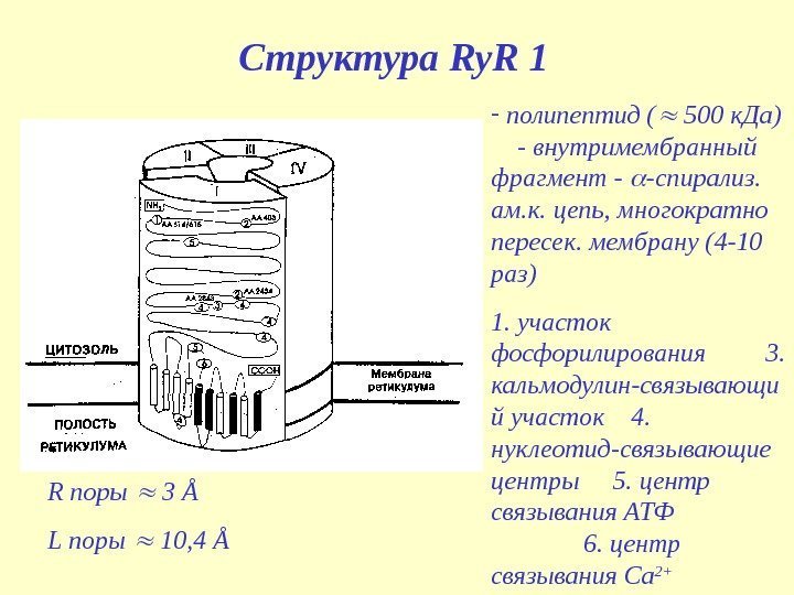 Структура Ry. R 1 -  полипептид ( 500 к. Да) - внутримембранный фрагмент