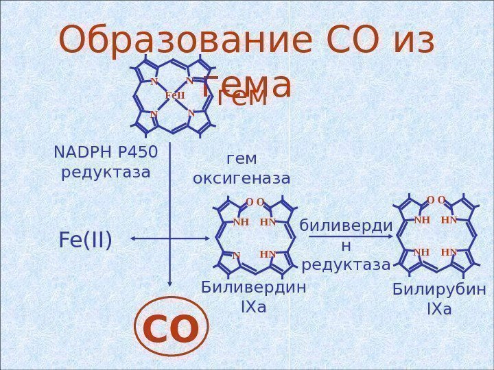   Образование СО из гема COFe(II) гем оксигеназа биливерди н редуктаза. NADPH P
