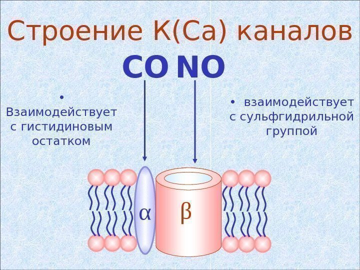   Строение К( Ca ) каналов α βСО NO •  Взаимодействует с