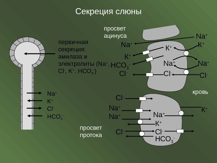 Секреция слюны первичная секреция:  амилаза и электролиты ( Na + ,  Cl