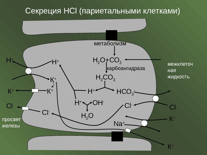 Секреция HCl (париетальными клетками) Н + С l - просвет железы межклеточ ная жидкостьметаболизм
