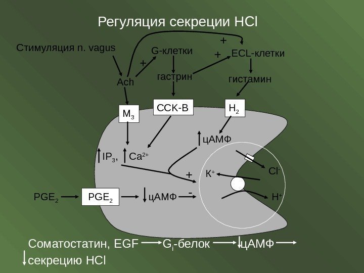 Стимуляция n. vagus  Ach. Регуляция секреции HCl M 3 CCK-B H 2 IP